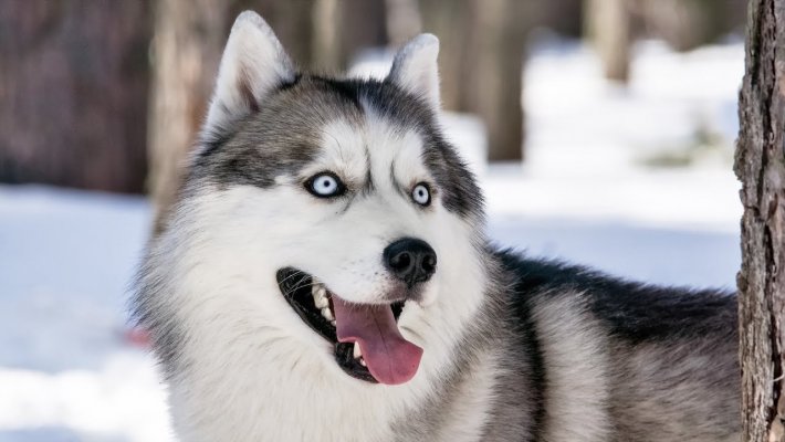 Sibirya Kurdu (Husky) Bakımı ve Özellikleri