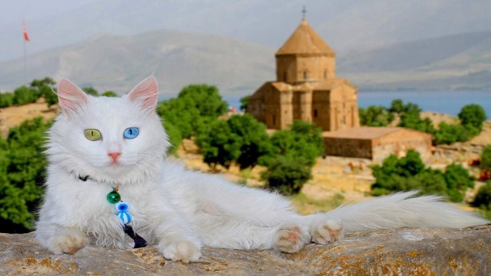 Van Kedisi Özellikleri ve Bakımı