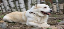 Alabay Cinsi Köpek Özellikleri ve Bakım