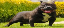 American Bully Cinsi Köpeği Özellikleri ve Bakımı