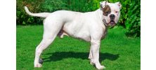 Amerikan Bulldog Özellikleri ve Bakımı