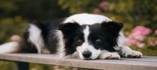 Border Collie Köpeği Özellikleri ve Bakımı