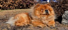 Çin Aslanı (Chow Chow) Köpeği Özellikleri ve Bakımı
