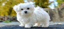 Maltese