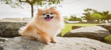 Pomeranian Boo Köpeği Bakımı ve Özellikleri