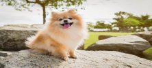 Pomeranian Boo