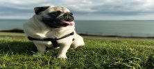 Pug Cinsi Köpek Özellikleri ve Bakımı