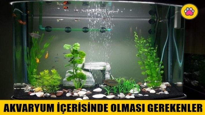 Akvaryumda Olması Gereken Ekipmanlar Nelerdir?