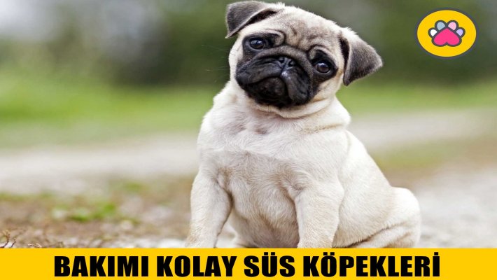 Bakımı Kolay Süs Köpekleri