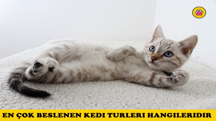 En Çok Beslenen Kedi Cinsleri Hangileridir? 