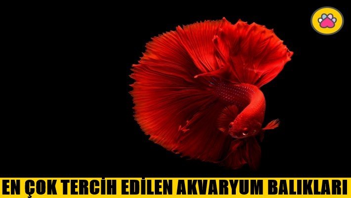 En Çok Tercih Edilen Akvaryum Balıkları Hangileridir? 