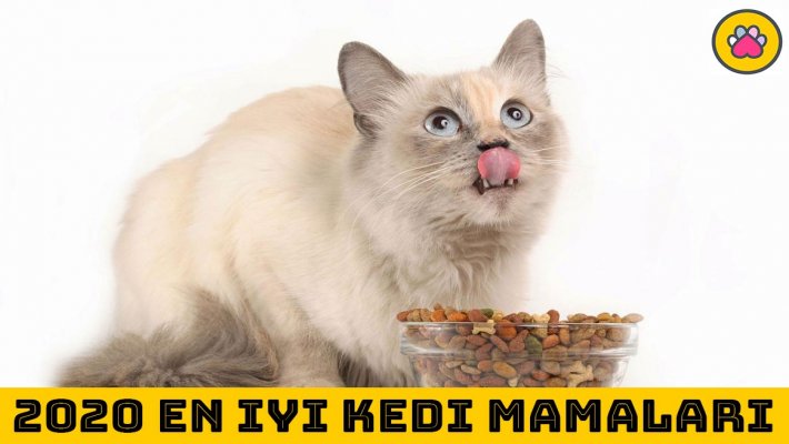 En İyi Kedi Mamaları Nelerdir?