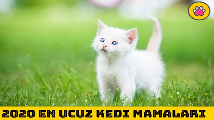 En Ucuz Kedi Mamaları Nelerdir?