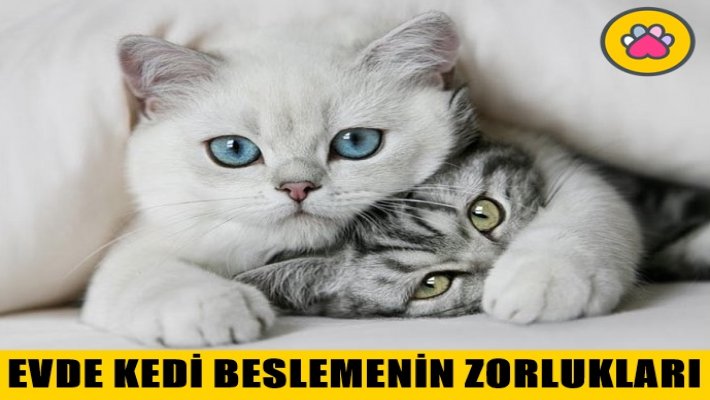 Evde Kedi Beslemenin Zorlukları Nelerdir?