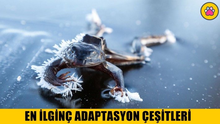 Farklı Adaptasyon Özelliklerine Sahip Hayvanlar