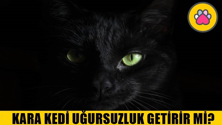 Kara Kediler Uğursuzluk Getirir Mi? 