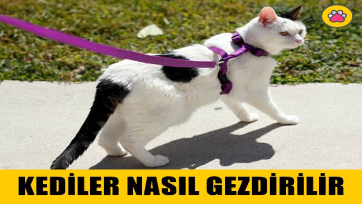 Kediler Nasıl Gezdirilir? 