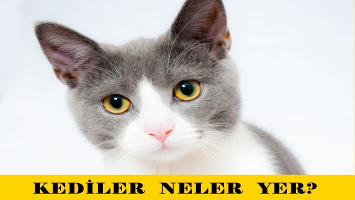 Kediler Neleri Yemeyi Sever?