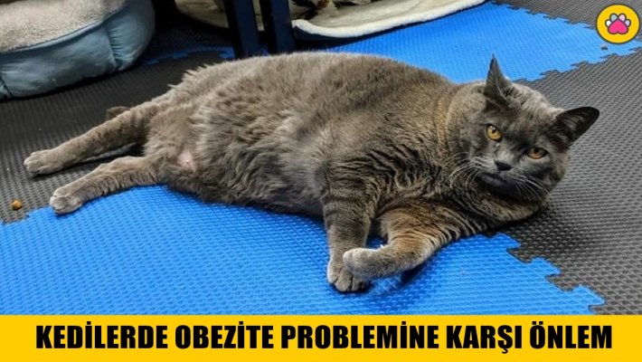 Kedilerde Obezite Sorunu