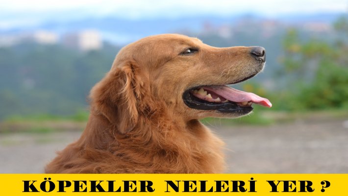 Köpekler Neleri Yiyebilir?