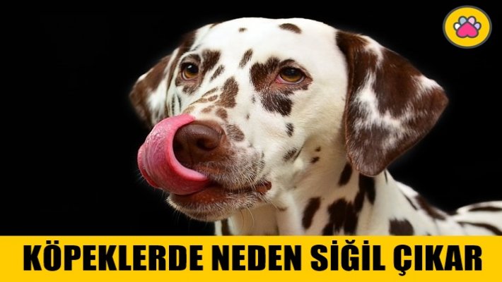 KÖPEKLERDE NEDEN SİĞİL ÇIKAR? TEDAVİSİ VAR MI? 