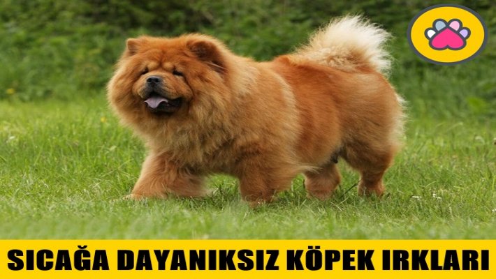 Sıcağı Sevmeyen ve Sıcağa Dayanıksız Köpek Irkları Hangileridir?