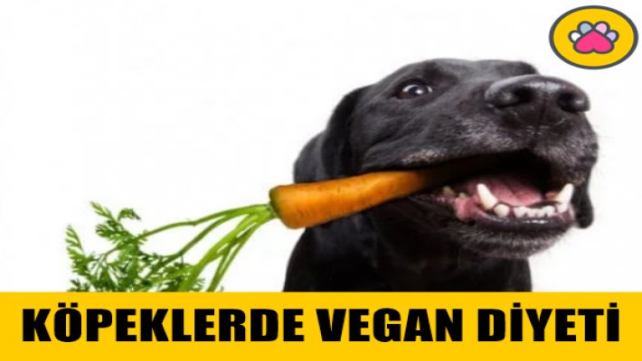 Vegan Diyeti Köpeklerin Sağlığını Olumsuz Etkiler mi?