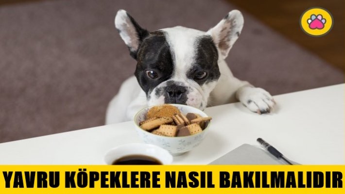 Yavru Köpek Nasıl Bakılmalıdır?