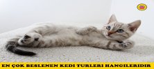 En Çok Beslenen Kedi Cinsleri Hangileridir? 