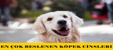 En Çok Beslenen Köpek Cinsleri