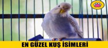 En Güzel Kuş İsimleri Nelerdir?