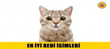 En İyi Kedi İsimleri Nelerdir? 