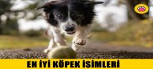 En İyi Köpek İsimleri Nelerdir?