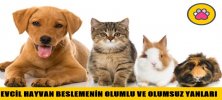 Evcil Hayvan Beslemenin Olumlu ve Olumsuz Yanları Nelerdir?