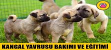 Kangal Yavrusu Bakımı ve Eğitimi Nasıl Yapılmalı?