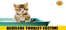 Kedilere Tuvalet Eğitimi Nasıl Verilir? 