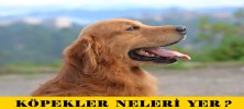 Köpekler Neleri Yiyebilir?