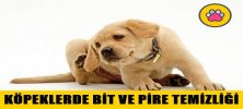 Köpeklerde Bit ve Pire Temizliği Nasıl Yapılır?