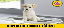 Köpeklere Tuvalet Eğitimi Nasıl Verilir?