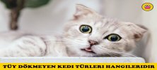 Tüy Dökmeyen Kedi Türleri Hangileridir?