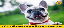 Tüy Dökmeyen Köpek Cinsleri Hangileridir? 