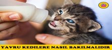 Yavru Kedilere Nasıl Bakılmalıdır?